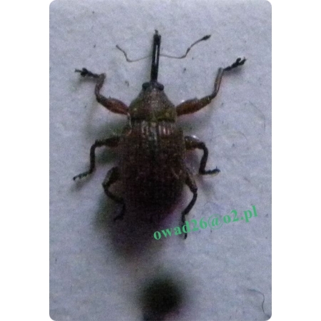 Anthonomus pinivorax Silfverberg, 1977 Kwieciak sosnowiec